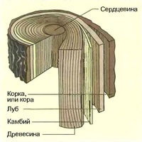 stroenie-kletok1.jpg
