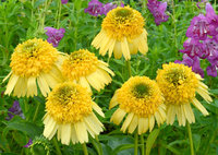 Echinacea_Meteor_Yellow_1.jpg эхинацея.jpg