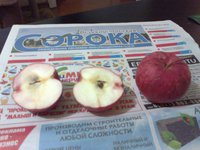 Орл_заря0737сж.jpg