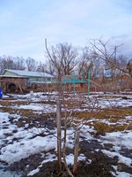 груша после обрезки 1.jpg