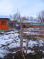 груша после обрезки.jpg