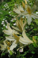 DSC_2111.JPG
