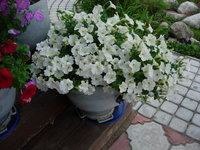 DSCN7075.JPG