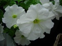 DSCN7042.JPG