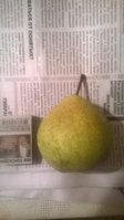 WP_20150821_002.jpg