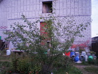 hemp_sev0635.jpg