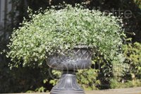 EuphorbiaouhypericifoliaDiamondFrostCV9911MPMTw6142.jpg