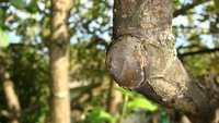 DSC03271.jpg