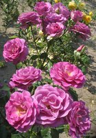 Violette Parfumee....jpg