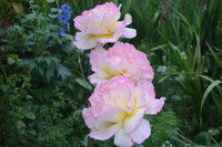 DSC_0277.JPG