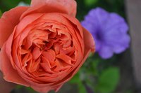 DSC_0125.JPG