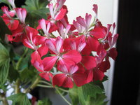 IMG_8331.jpg