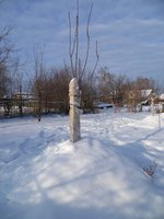 груша кудесница зимой.jpg