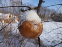 яблоко мороженное.jpg