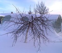 Осеннее низкорослое