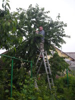 Тютчевка. Размерчик деревца