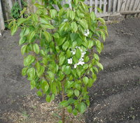 DSC02975o.jpg