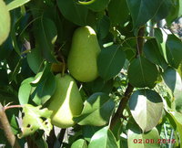 DSC03031o.jpg