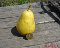 DSC03053o.jpg
