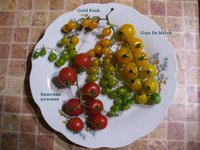 Gajo De Melon, Gold Rush и Вишенка роз., 2.09.15г..JPG