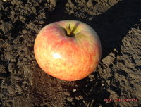DSC03040.jpg