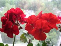IMG_8362.jpg