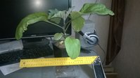 WP_20150411_007.jpg