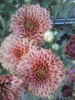 CAM01174.jpg