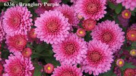 6336 - Branglory Purple  (2).JPG