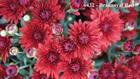 6432 - Branroyal Red  (2).JPG