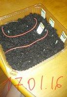_20160117_195103.JPG
