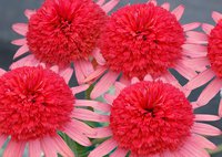 echinacea_secret_passion1.jpg