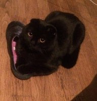 image.jpeg