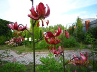 IMG_8462.JPG