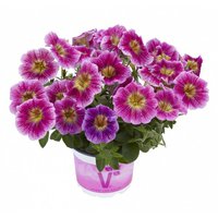 Petunia-x-atkinsiana-Pegasus-Special-Raspberry-Vein-1900x1805.jpg