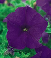 Blue (Sunblu).jpg