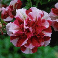 Tumbellina Cherry Parpl1.jpg