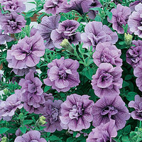 Petunia-Tumbelina-Priscilla.jpg