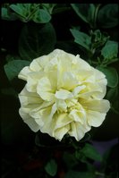 Petunia Tumbelina Susanna.jpg