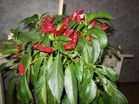 DSCN0276.JPG