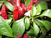 DSCN0278.JPG