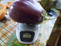 DSCN0433 бакл черный красавец.JPG