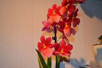 DSC_0002.JPG