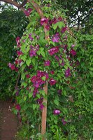 DSC_0010.JPG