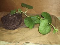 080-3.jpg