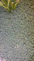 почвопокровное Суганат Сулейманова Избергеш Дагестан.jpg