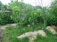 DSC00595.jpg