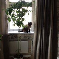 image.jpeg