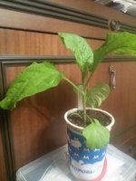 20160317_203003.jpg