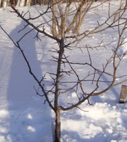 DSC03518 - копия.JPG